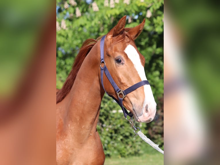 Hanoverian Stallion 2 years 16,1 hh Chestnut-Red in Selsingen