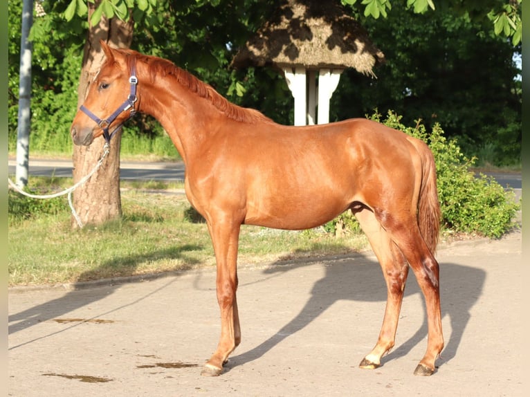 Hanoverian Stallion 2 years 16,1 hh Chestnut-Red in Selsingen
