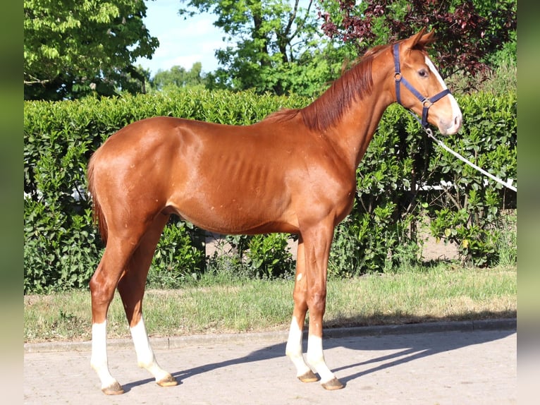 Hanoverian Stallion 2 years 16,1 hh Chestnut-Red in Selsingen