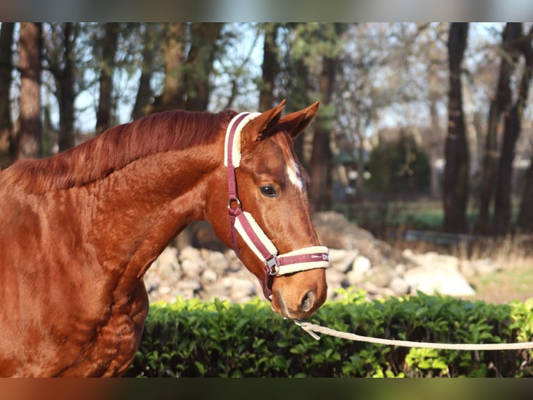 Hanoverian Stallion 2 years 16,1 hh Chestnut-Red in Reeßum
