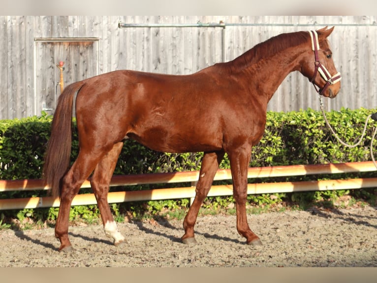 Hanoverian Stallion 2 years 16,1 hh Chestnut-Red in Reeßum