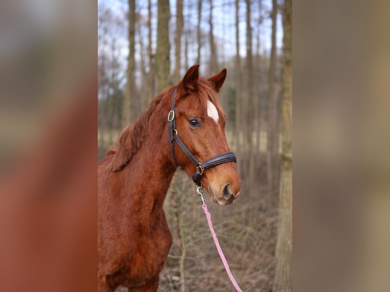 Hanoverian Stallion 2 years 16,1 hh Chestnut-Red in Fürstenau