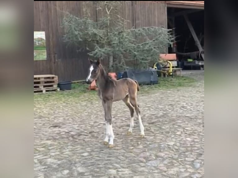 Hanoverian Stallion 2 years 16,1 hh in Hanerau-Hademarschen