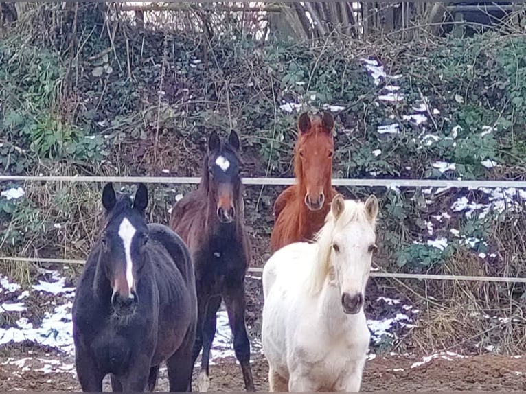Hanoverian Stallion 2 years 16,1 hh in Hanerau-Hademarschen