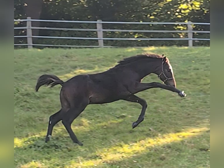 Hanoverian Stallion 2 years 16,2 hh Bay-Dark in Weyhe