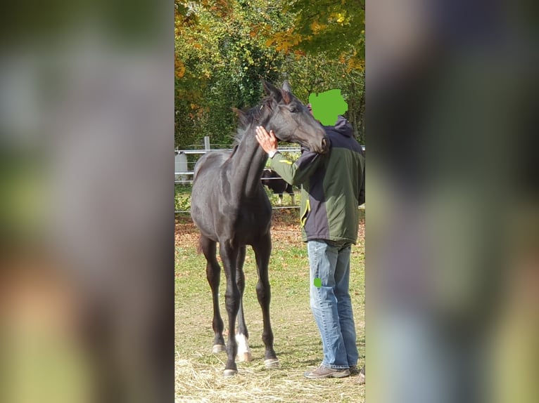 Hanoverian Stallion 2 years 16,2 hh Black in Saarburg