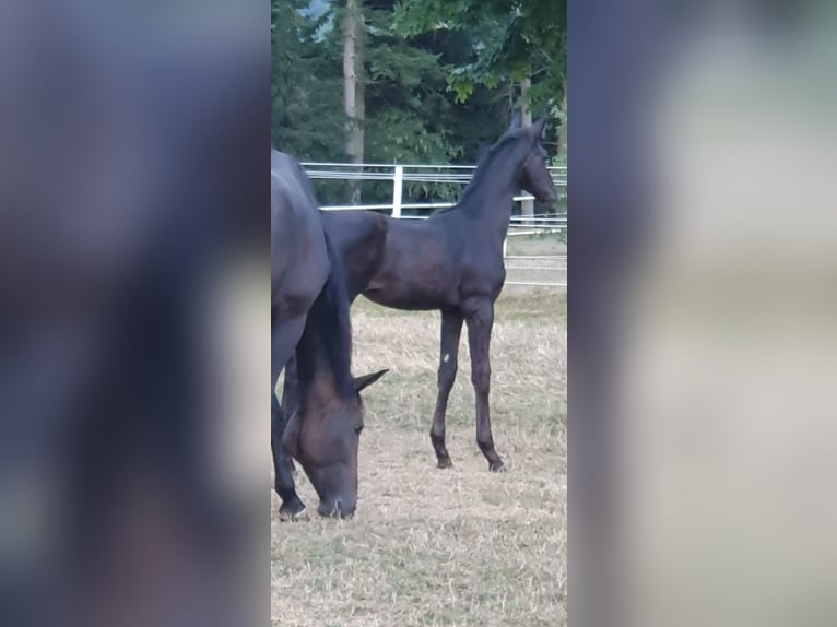 Hanoverian Stallion 2 years 16,2 hh Black in Saarburg