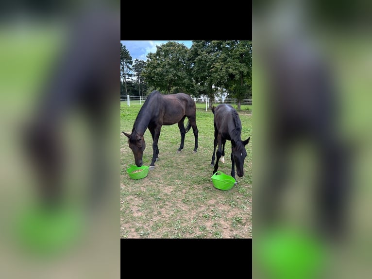 Hanoverian Stallion 2 years 16,2 hh Black in Saarburg