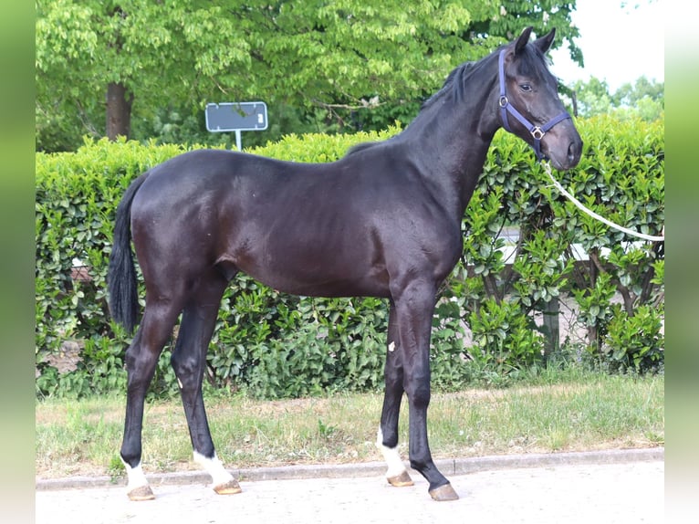 Hanoverian Stallion 2 years 16,2 hh Black in Selsingen