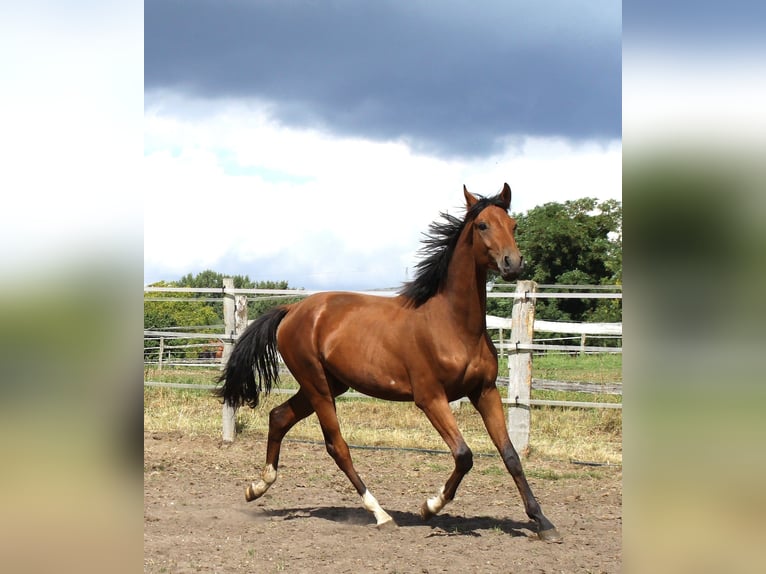 Hanoverian Stallion 2 years 16,2 hh Brown in L&#xFC;beck