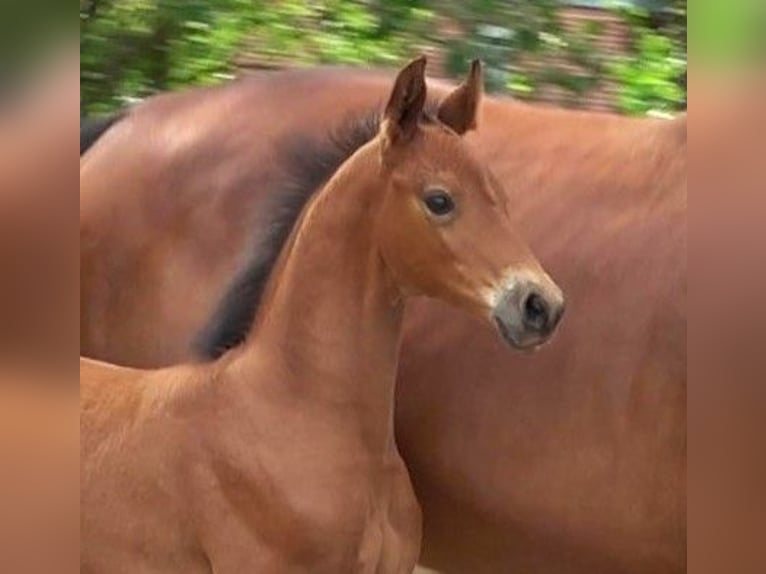 Hanoverian Stallion 2 years 16,2 hh Brown in L&#xFC;beck