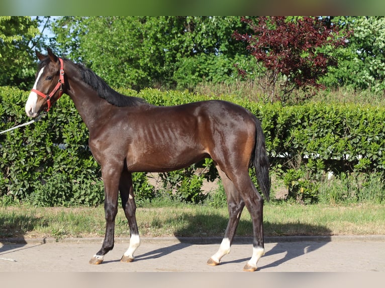 Hanoverian Stallion 2 years 16,2 hh Brown in Selsingen