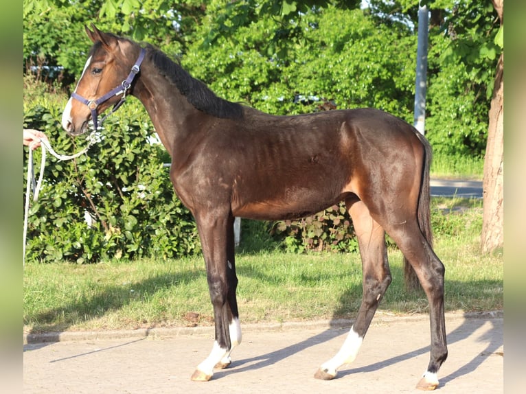 Hanoverian Stallion 2 years 16,2 hh Brown in Selsingen