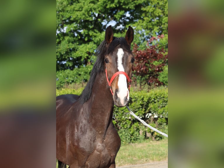 Hanoverian Stallion 2 years 16,2 hh Brown in Selsingen