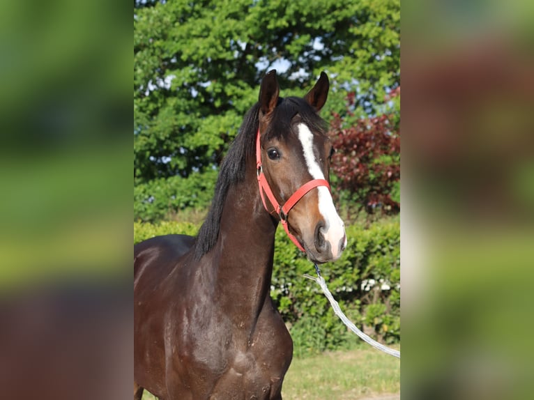 Hanoverian Stallion 2 years 16,2 hh Brown in Selsingen