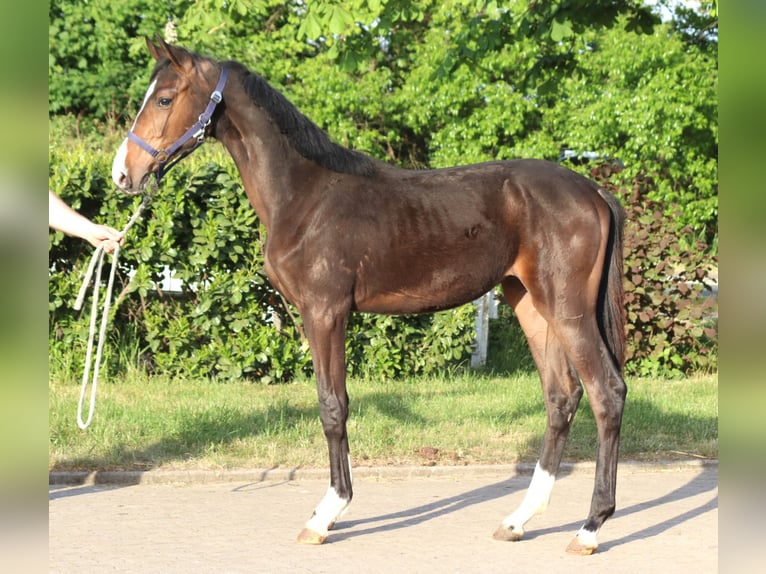 Hanoverian Stallion 2 years 16,2 hh Brown in Selsingen