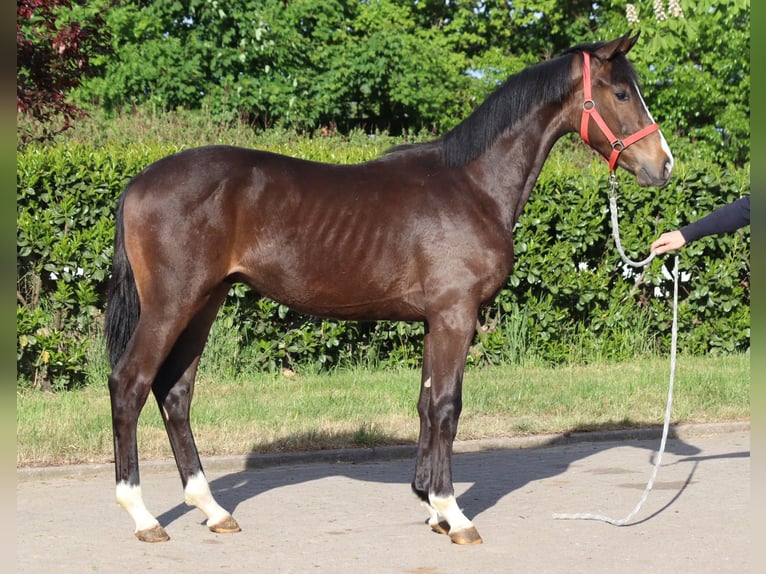 Hanoverian Stallion 2 years 16,2 hh Brown in Selsingen