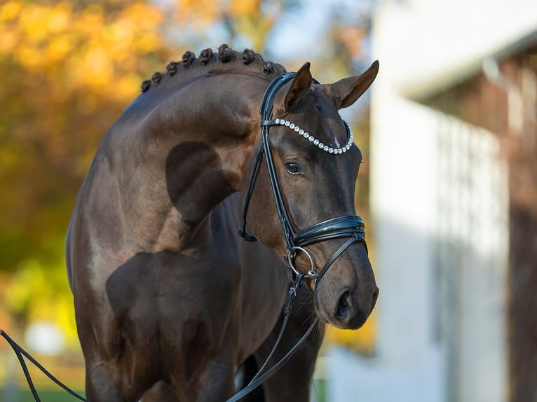 Hanoverian Stallion 2 years 16,2 hh Chestnut-Red in Redefin