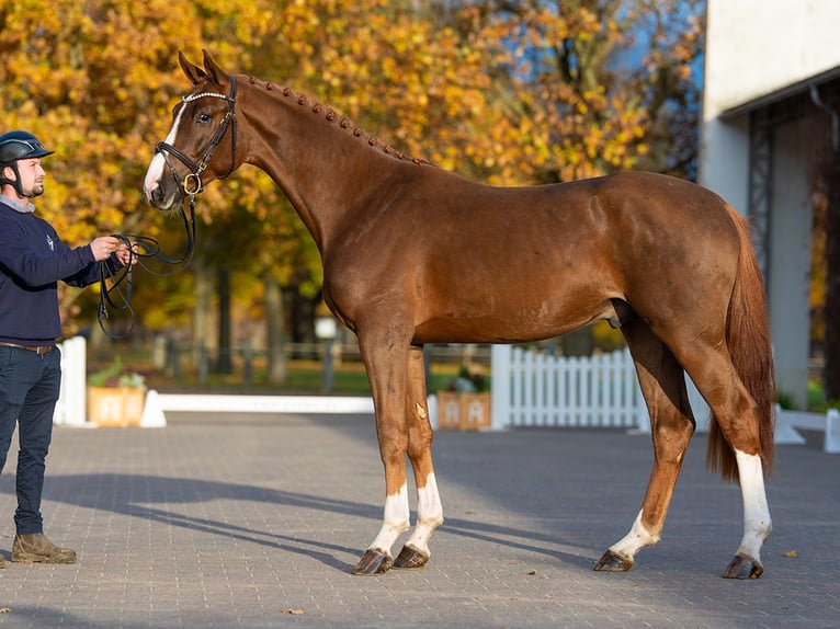 Hanoverian Stallion 2 years 16,2 hh Chestnut in Redefin