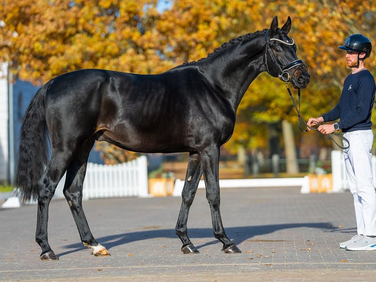 Hanoverian Stallion 2 years 16,2 hh Smoky-Black in Redefin