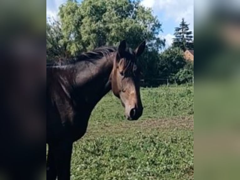 Hanoverian Stallion 2 years 16,3 hh Bay-Dark in M&#xFC;hlenberge
