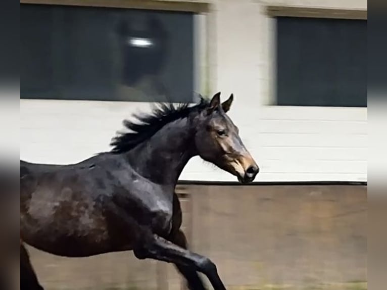 Hanoverian Stallion 2 years 16,3 hh Brown in Rosdorf