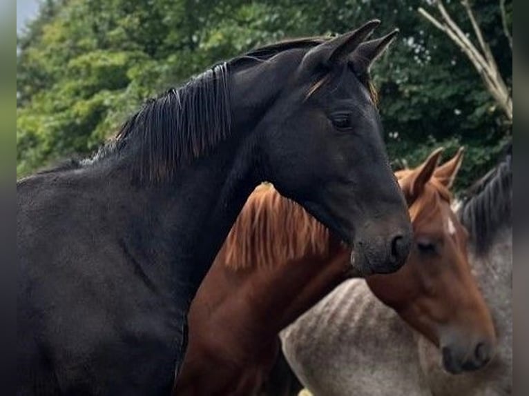 Hanoverian Stallion 2 years 16,3 hh Smoky-Black in Gro&#xDF;heide