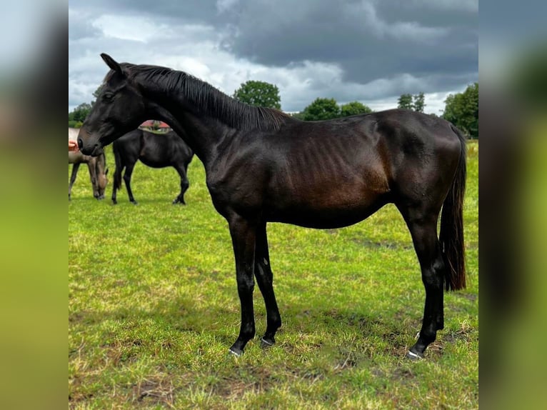 Hanoverian Stallion 2 years 16,3 hh Smoky-Black in Gro&#xDF;heide