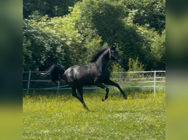 Hanoverian Stallion 2 years 17 hh Black in Hahn am See