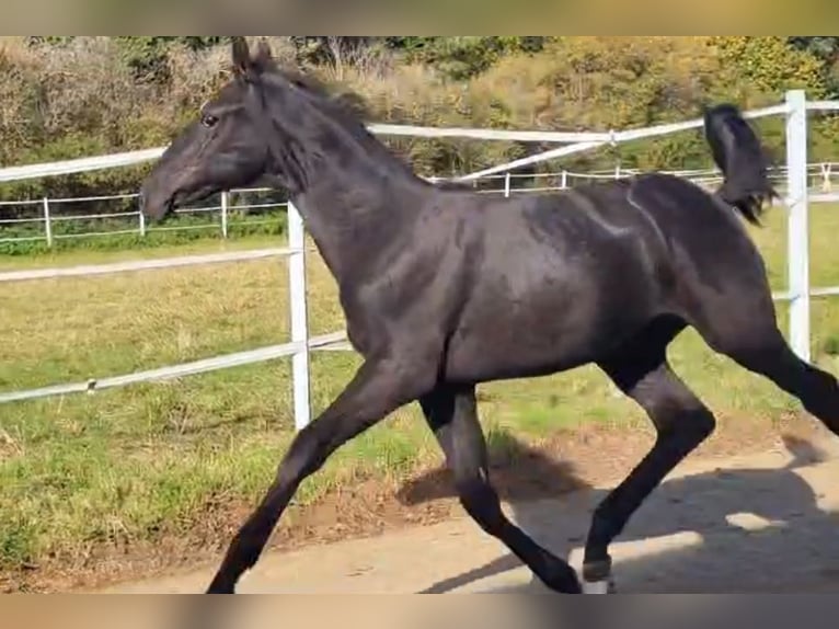 Hanoverian Stallion 2 years 17 hh Black in Hahn am See