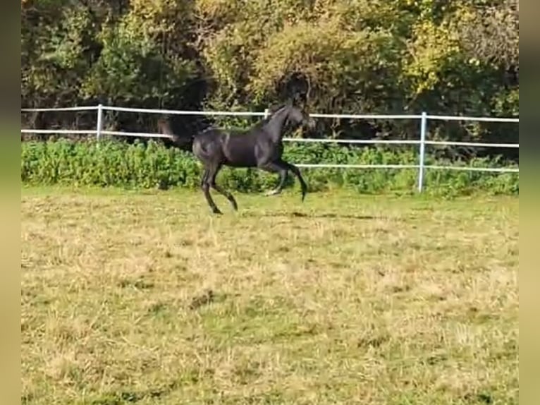 Hanoverian Stallion 2 years 17 hh Black in Hahn am See
