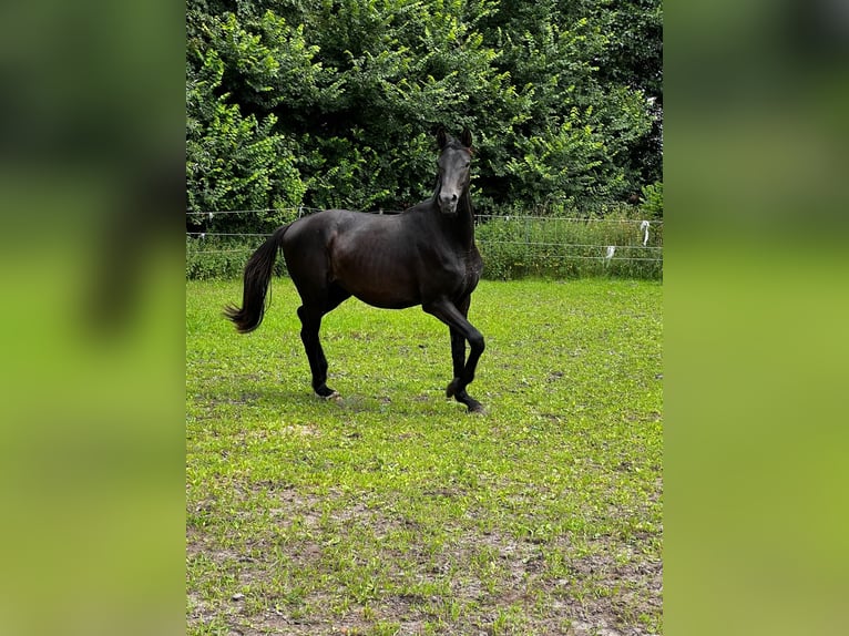 Hanoverian Stallion 2 years 17 hh Black in Gro&#xDF;heide Berumerfehn