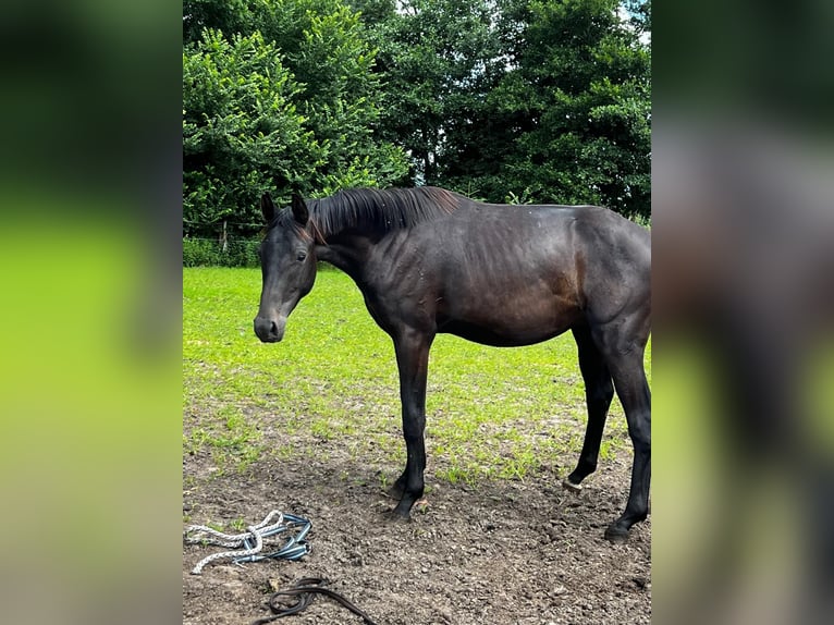 Hanoverian Stallion 2 years 17 hh Black in Gro&#xDF;heide Berumerfehn