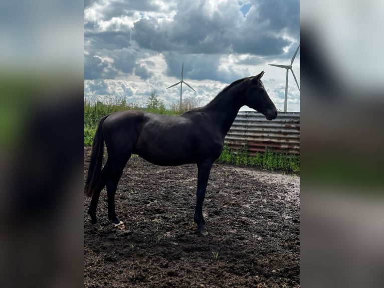 Hanoverian Stallion 2 years 17 hh Black in Gro&#xDF;heide Berumerfehn