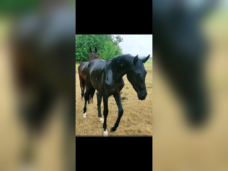 Hanoverian Stallion 2 years 17 hh Black in Goslar Goslar
