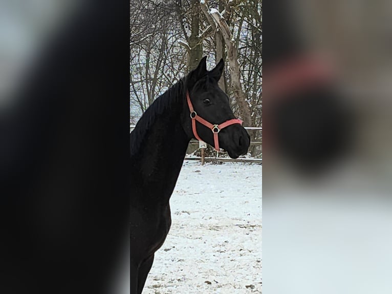 Hanoverian Stallion 2 years 17 hh Black in Goslar Goslar
