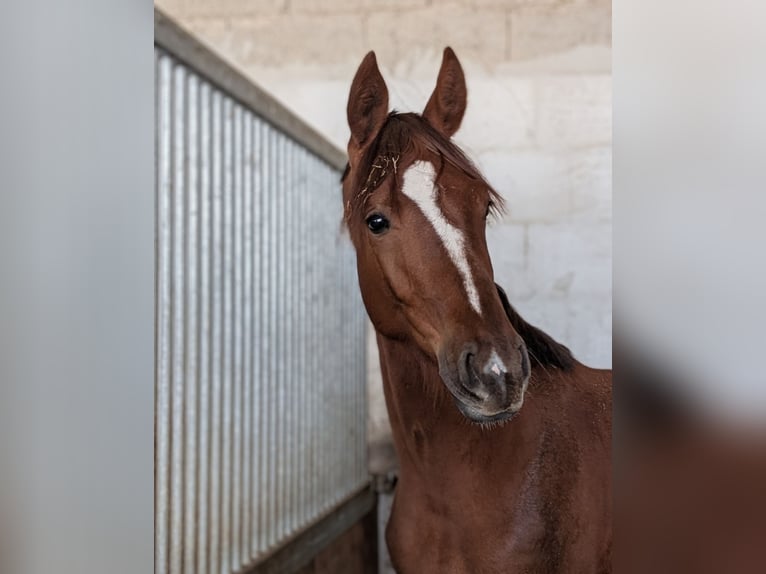 Hanoverian Stallion 2 years 17 hh Chestnut in Herren-Sulzbach