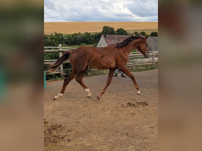 Hanoverian Stallion 2 years 17 hh Chestnut in Herren-Sulzbach
