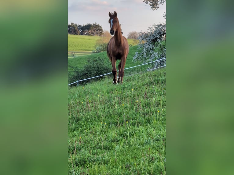 Hanoverian Stallion 2 years 17 hh Chestnut in Herren-Sulzbach
