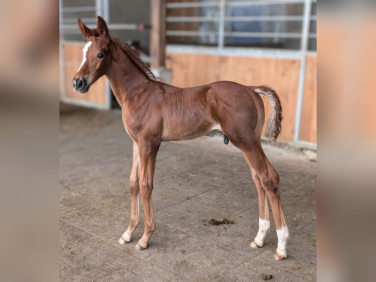 Hanoverian Stallion 2 years 17 hh Chestnut in Herren-Sulzbach