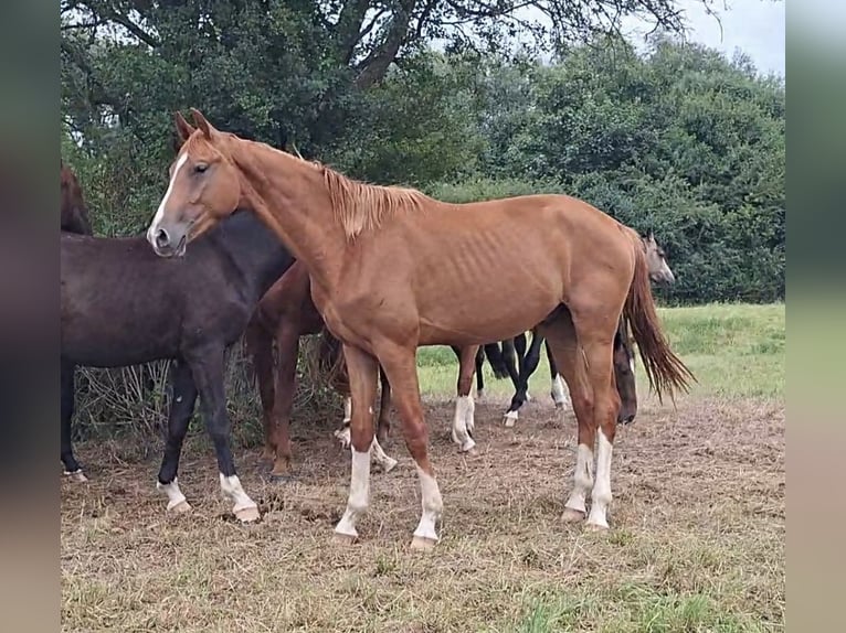 Hanoverian Stallion 2 years 17 hh Chestnut-Red in Balge