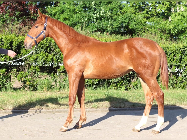 Hanoverian Stallion 2 years 17 hh Chestnut-Red in Selsingen