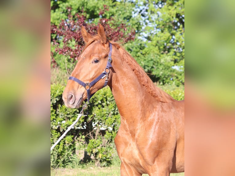 Hanoverian Stallion 2 years 17 hh Chestnut-Red in Selsingen