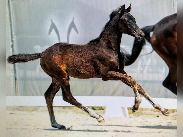 Hanoverian Stallion 2 years 17 hh Smoky-Black in Gro&#xDF;heide