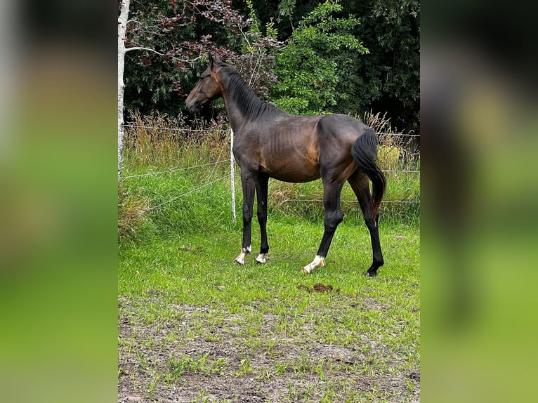 Hanoverian Stallion 2 years 17,1 hh Bay-Dark in Gro&#xDF;heide Berumerfehn