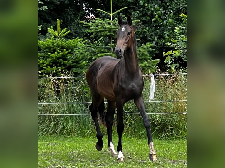 Hanoverian Stallion 2 years 17,1 hh Bay-Dark in Gro&#xDF;heide Berumerfehn