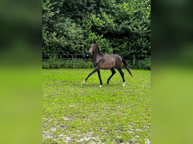 Hanoverian Stallion 2 years 17,1 hh Bay-Dark in Gro&#xDF;heide Berumerfehn