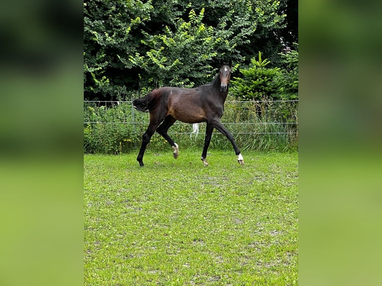 Hanoverian Stallion 2 years 17,1 hh Bay-Dark in Gro&#xDF;heide Berumerfehn