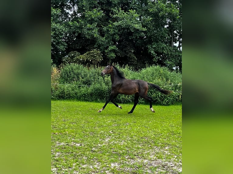 Hanoverian Stallion 2 years 17,1 hh Bay-Dark in Gro&#xDF;heide Berumerfehn