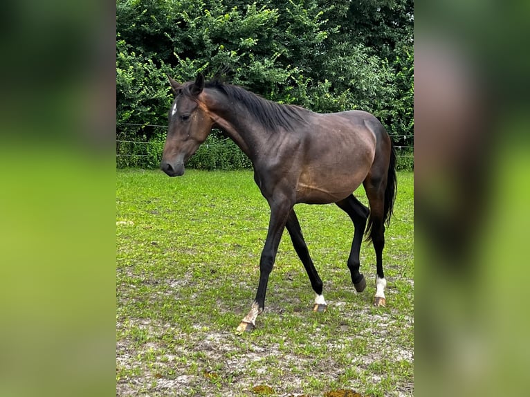 Hanoverian Stallion 2 years 17,1 hh Bay-Dark in Gro&#xDF;heide Berumerfehn